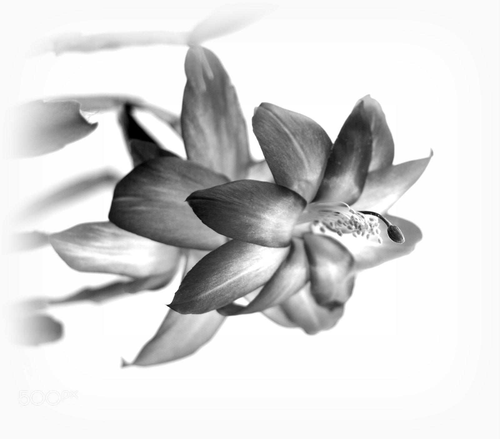 Sigma 28-90mm F3.5-5.6 Macro sample photo. Cactus flower photography