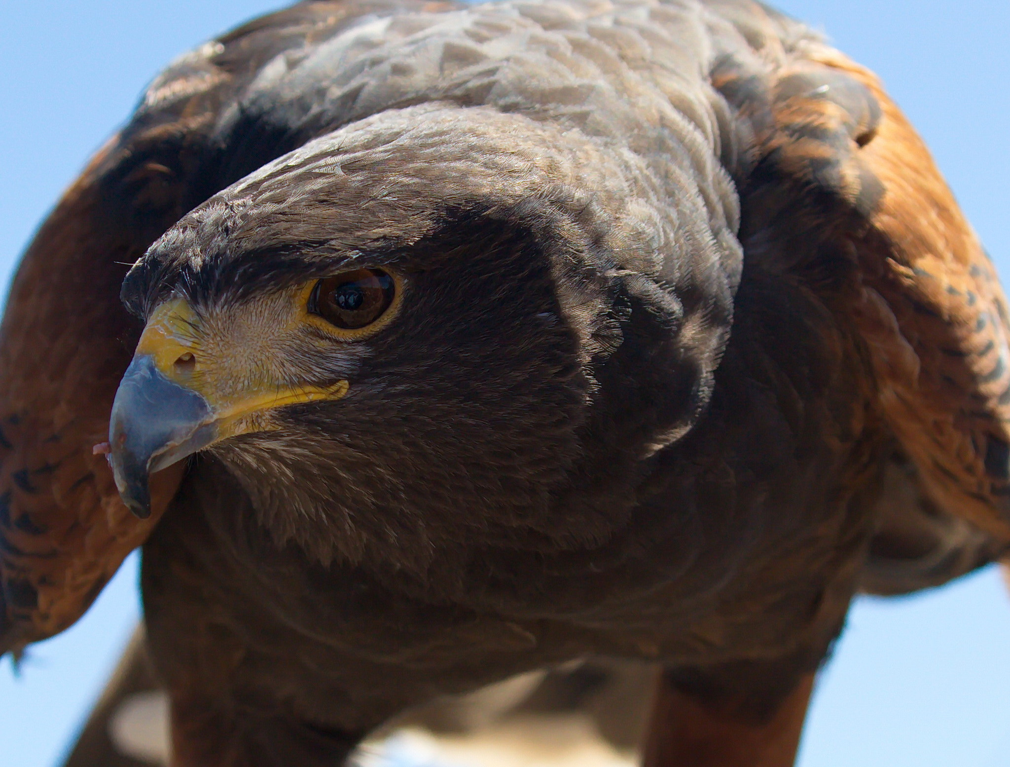 Canon EF 100-400mm F4.5-5.6L IS II USM sample photo. Harris hawk photography