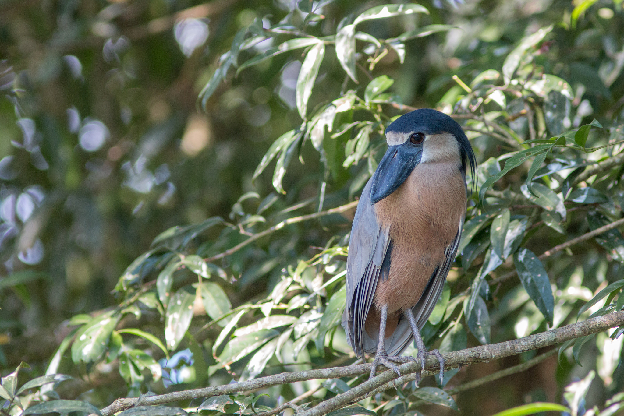 Canon EF 300mm F4L IS USM sample photo. Boat billed heron photography