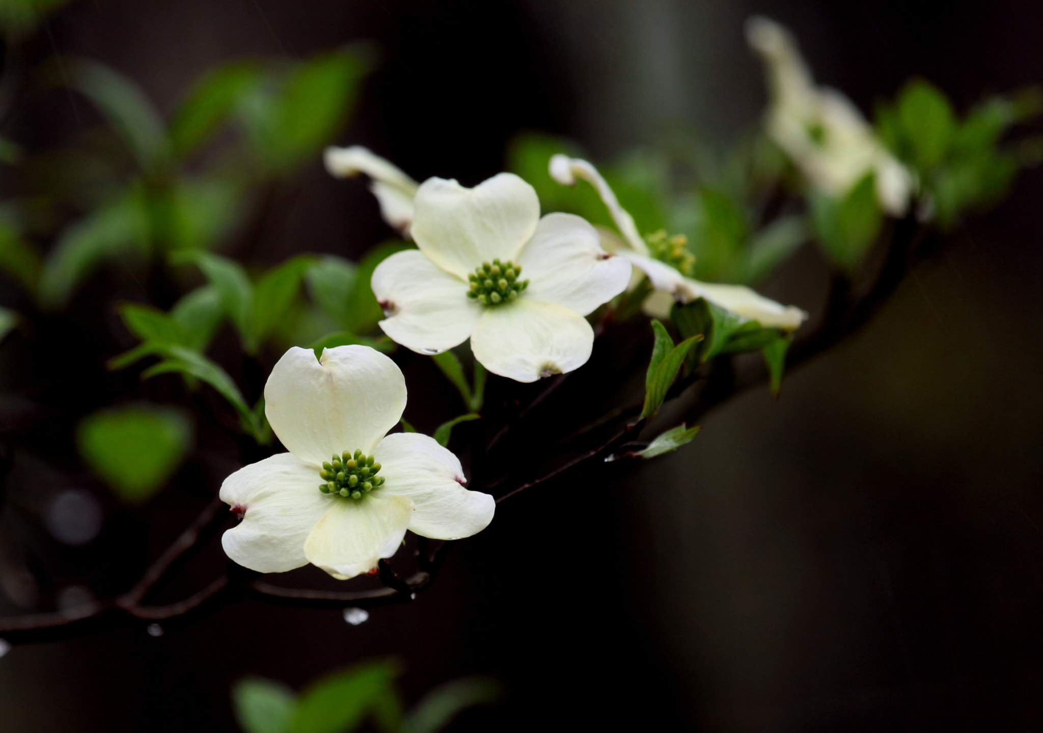Canon EF 100-400mm F4.5-5.6L IS USM sample photo. Dogwood photography