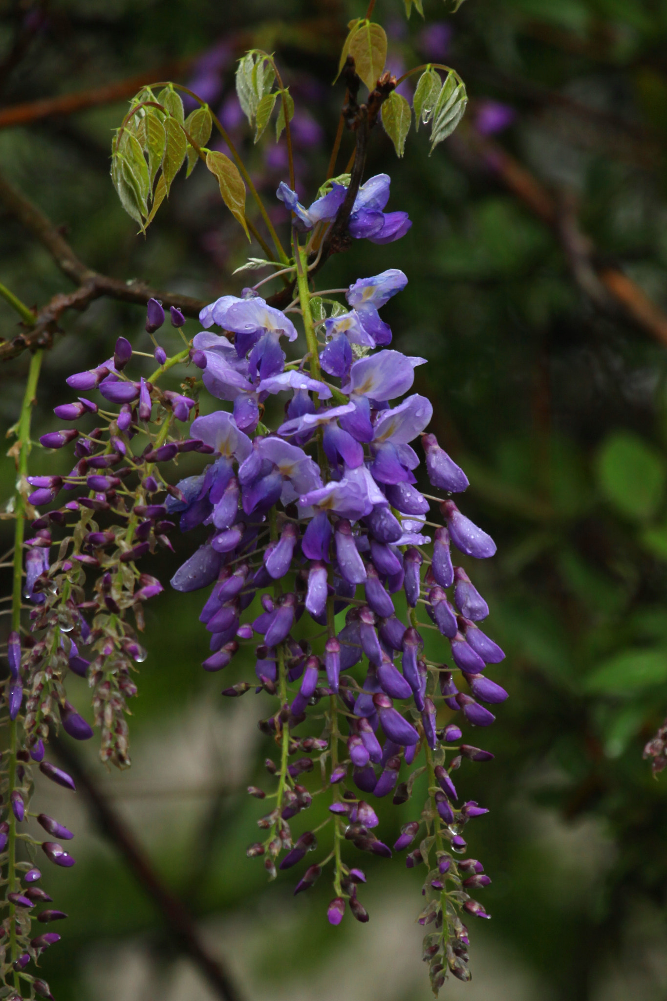 Canon EF 100-400mm F4.5-5.6L IS USM sample photo. Wisteria photography