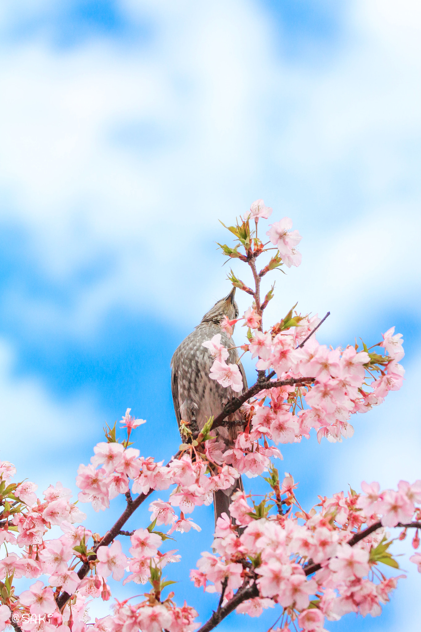Canon EOS 700D (EOS Rebel T5i / EOS Kiss X7i) sample photo. Sunny day photography