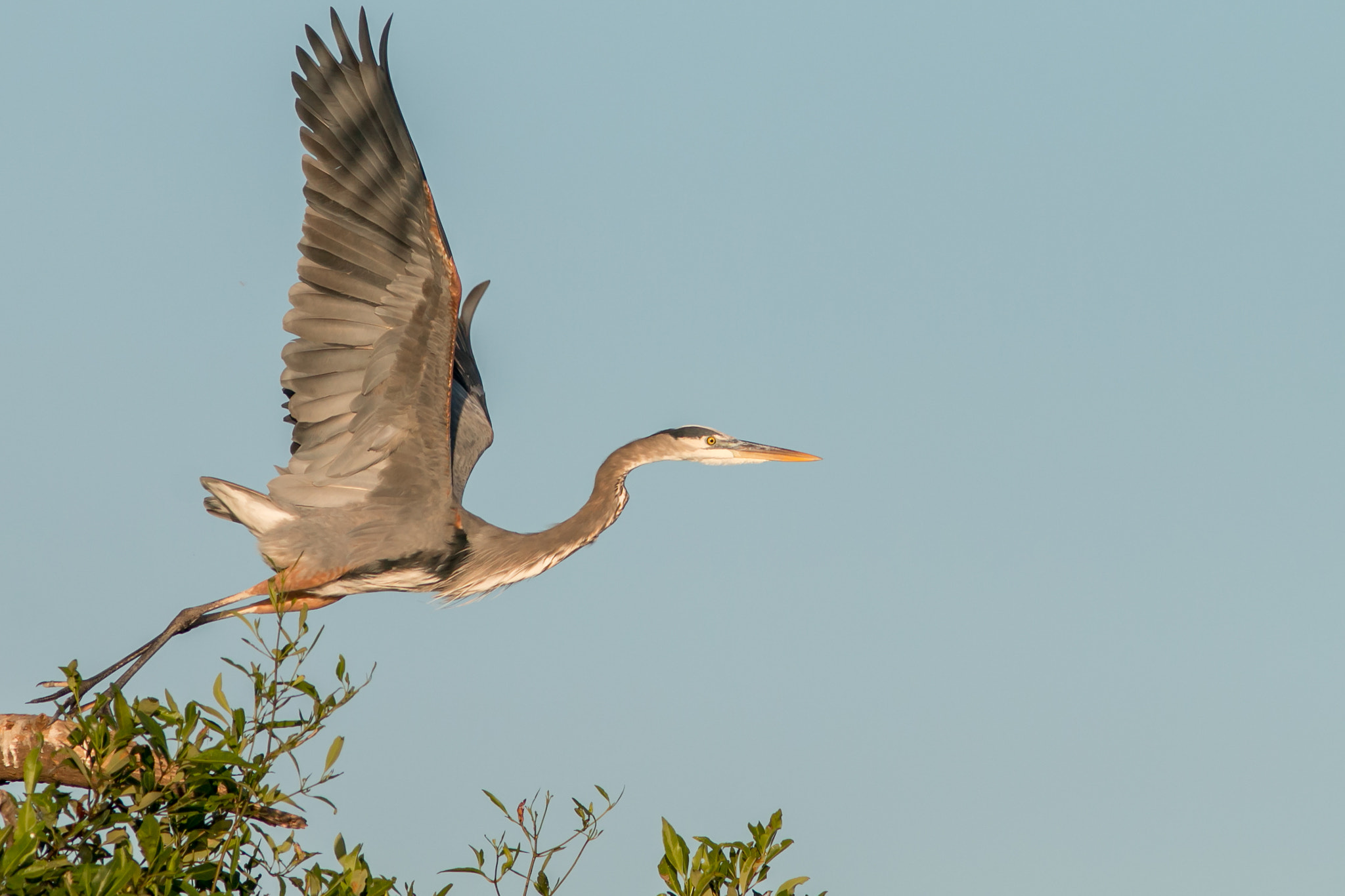 Canon EF 300mm F4L IS USM sample photo. Great blue heron photography
