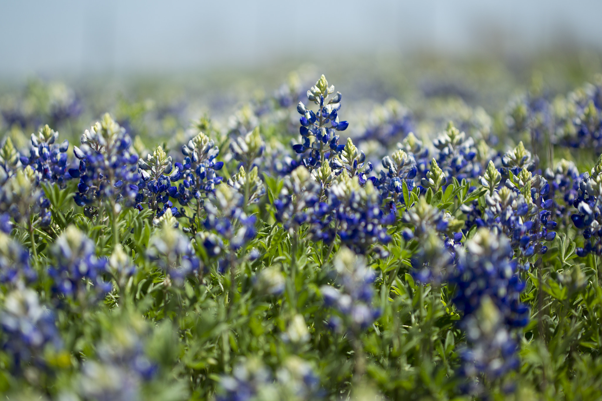 Canon EOS-1D Mark IV sample photo. Hill country bluebonnets photography