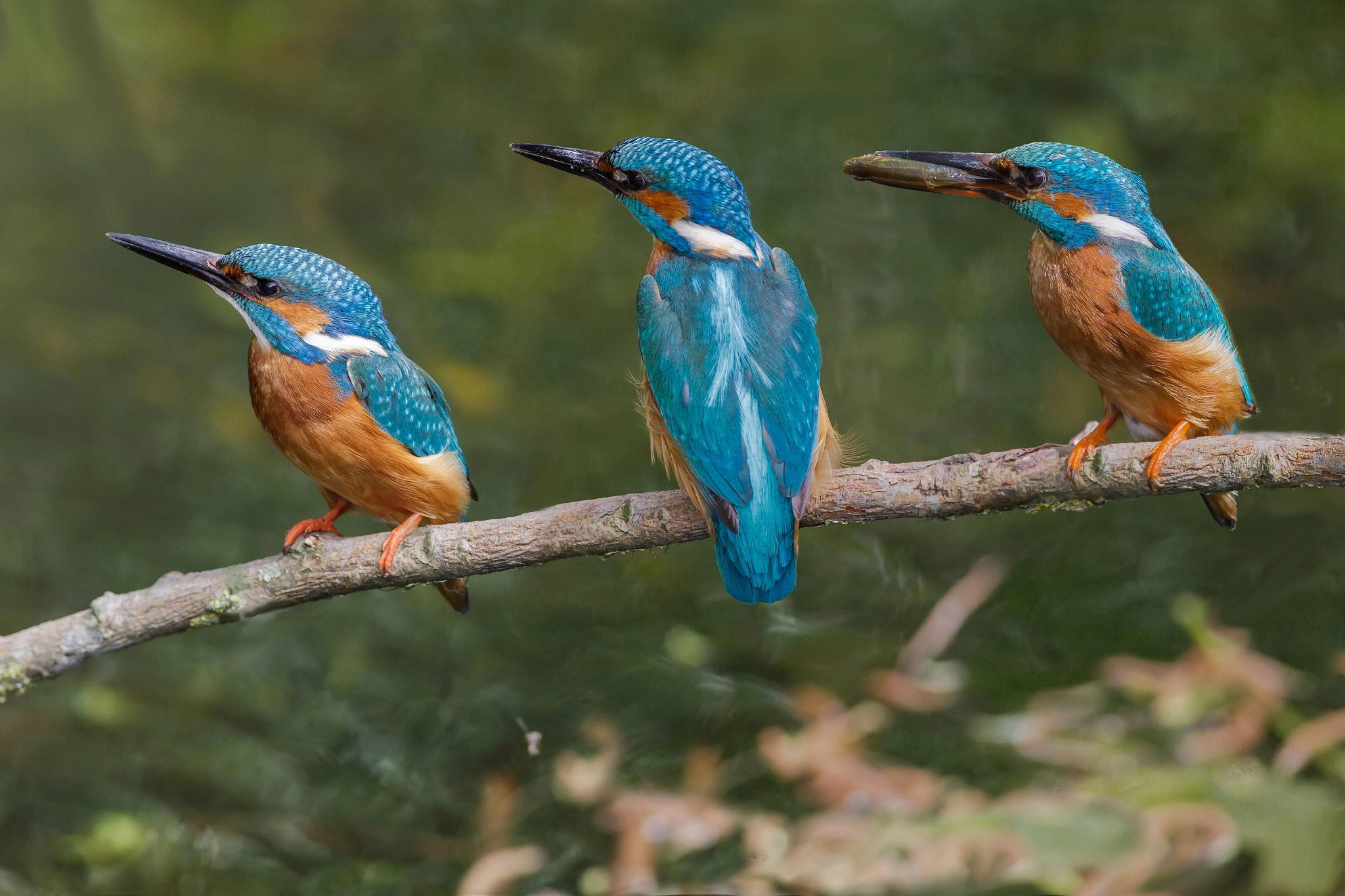 Canon EOS 6D + Canon EF 400mm F5.6L USM sample photo. Kingfisher (alcedo atthis) photography