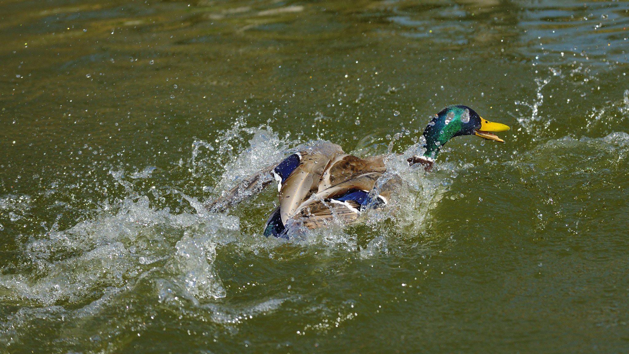 Nikon D3X sample photo. Turboduck photography