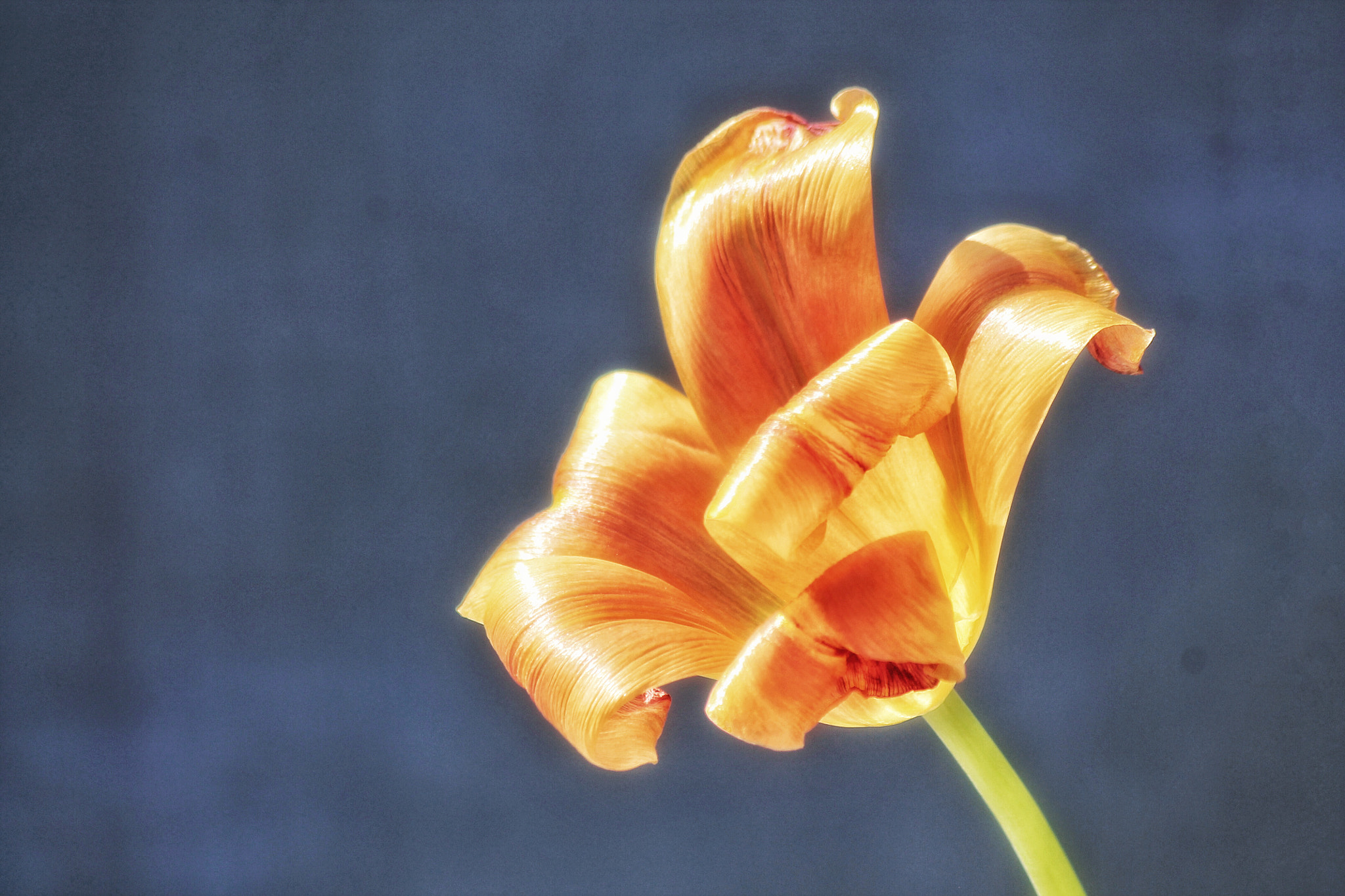 Sigma 70-300mm F4-5.6 APO DG Macro sample photo. Color photography