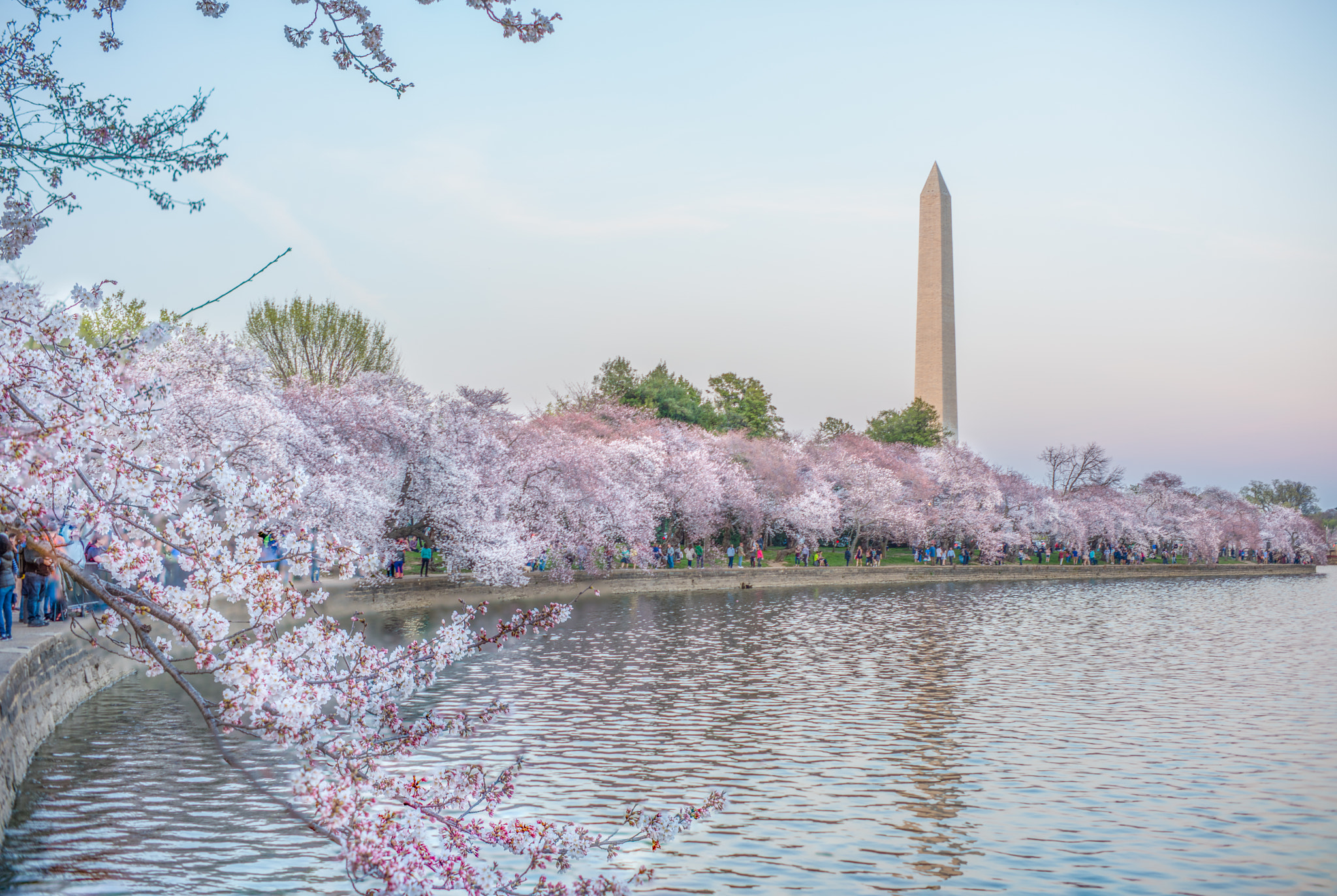 Nikon D810 + ZEISS Milvus 50mm F1.4 sample photo. Washington dc cherry blossoms photography