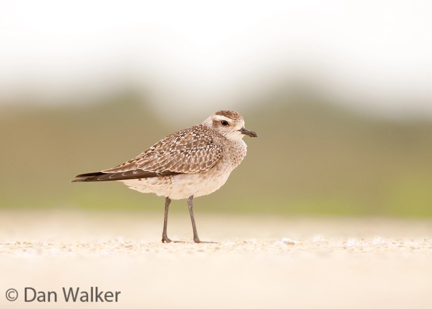 Nikon AF-S Nikkor 200-400mm F4G ED-IF VR sample photo. American golden plover photography