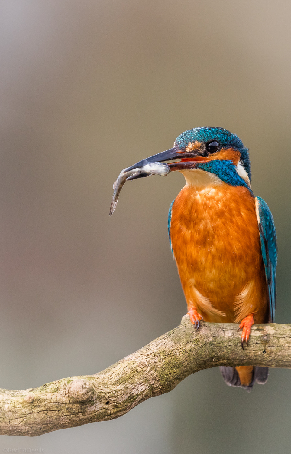 Canon EOS 5DS + Canon EF 100-400mm F4.5-5.6L IS II USM sample photo. Kingfisher ( best one ) photography