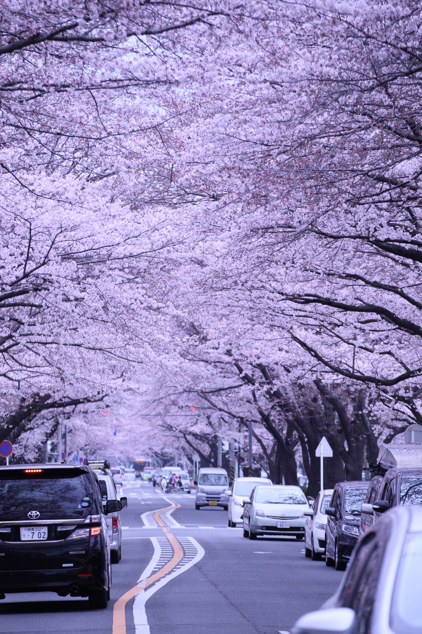 Canon EOS-1D Mark III sample photo. Cherry tunnel photography