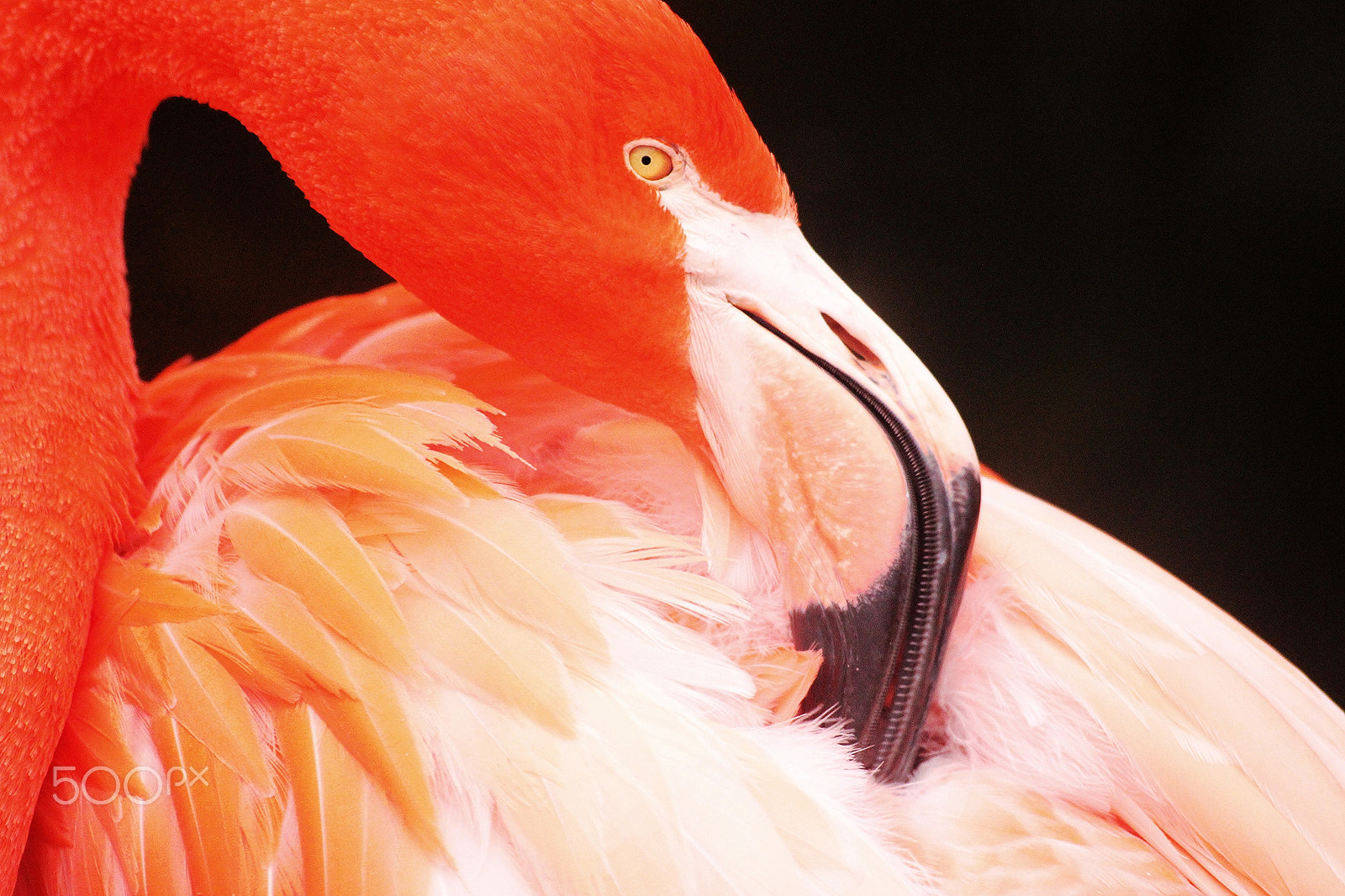 Sigma 70-300mm F4-5.6 APO DG Macro sample photo. Flamingo portrait photography