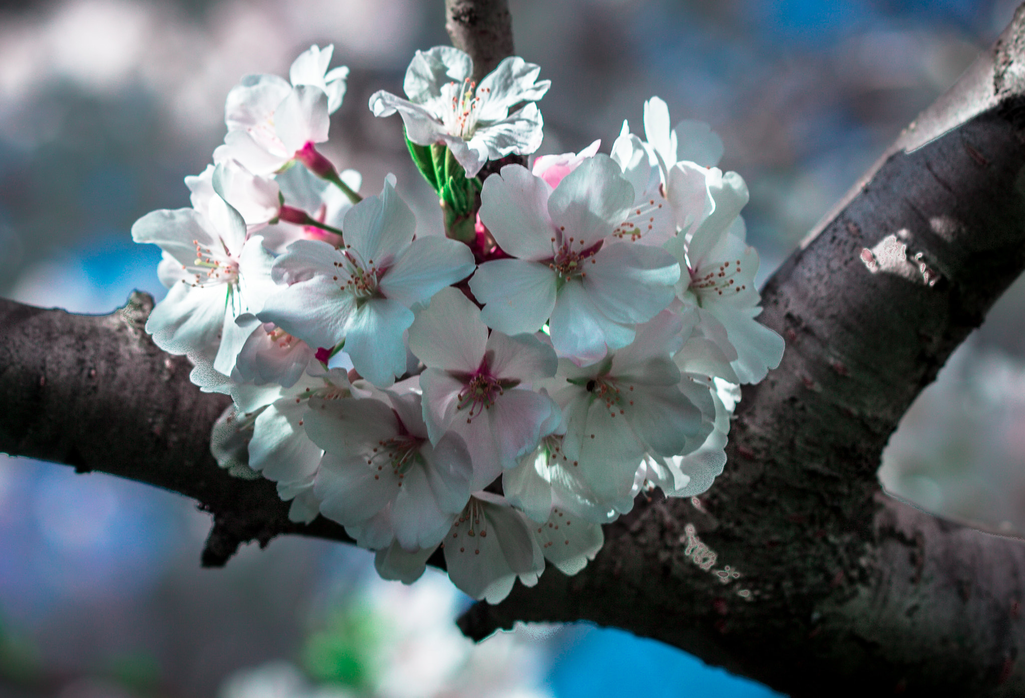 Canon EF 100mm F2.8 Macro USM sample photo. Flowering tree photography