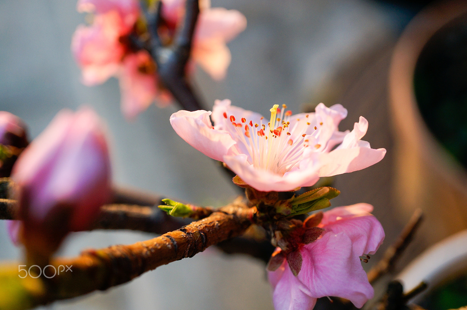 Sony Alpha NEX-5T + Sony E 30mm F3.5 Macro sample photo. Spirit of japan photography