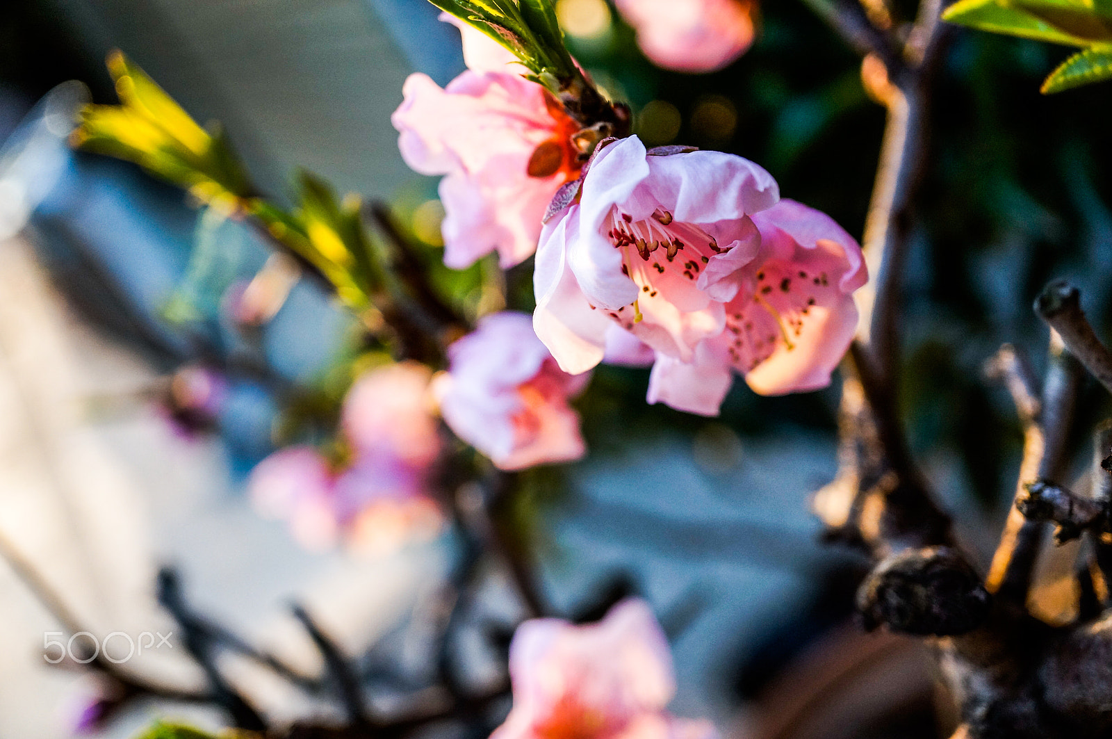 Sony Alpha NEX-5T + Sony E 30mm F3.5 Macro sample photo. Been waiting here a photography