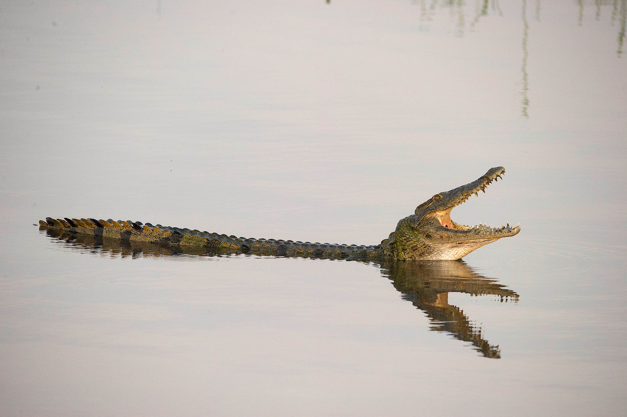 Nikon D3S + Sigma 150-600mm F5-6.3 DG OS HSM | S sample photo. Croc early morning (1 of 1) photography
