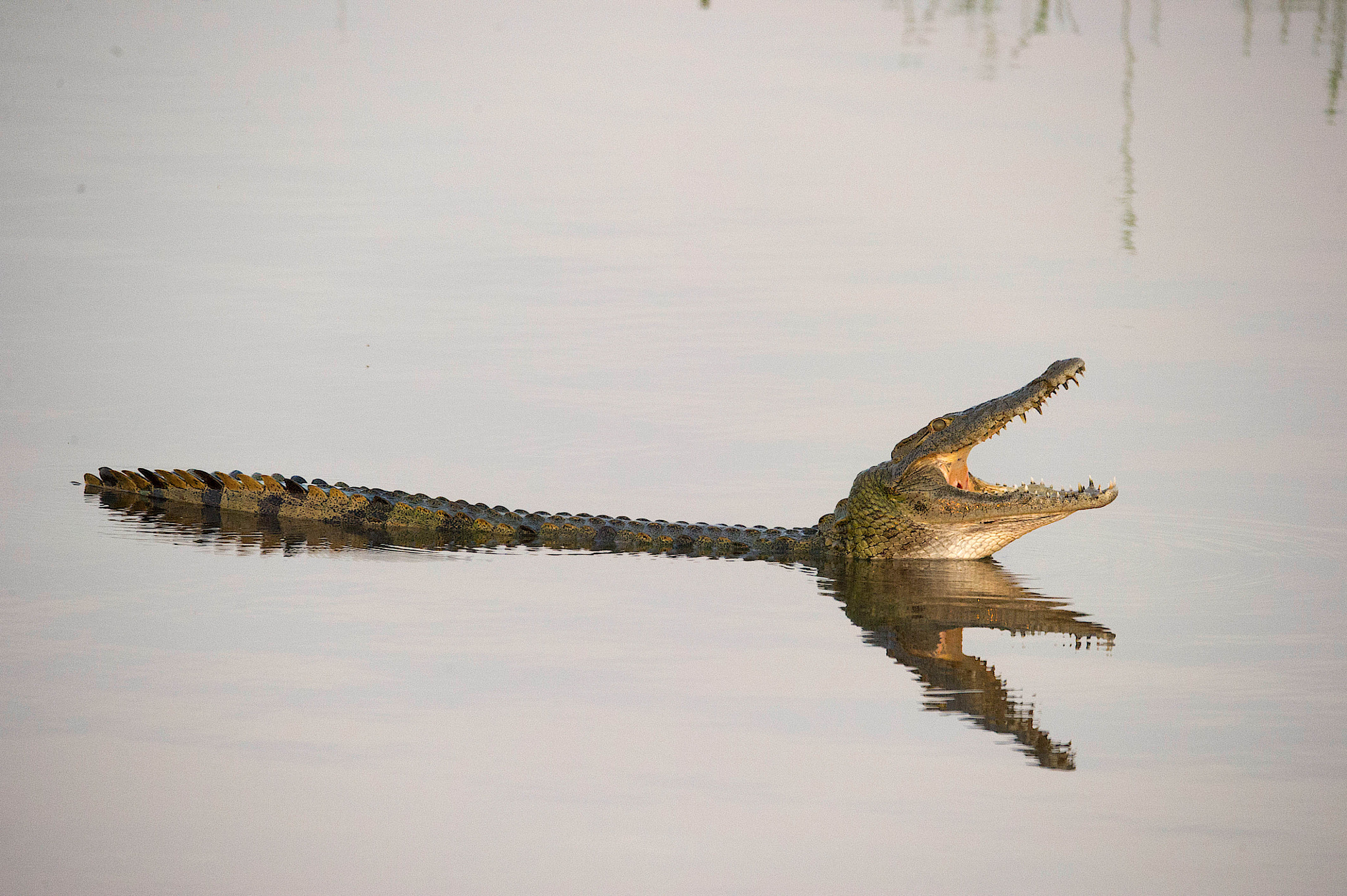 Sigma 150-600mm F5-6.3 DG OS HSM | S sample photo. Croc early morning (1 of 1) photography