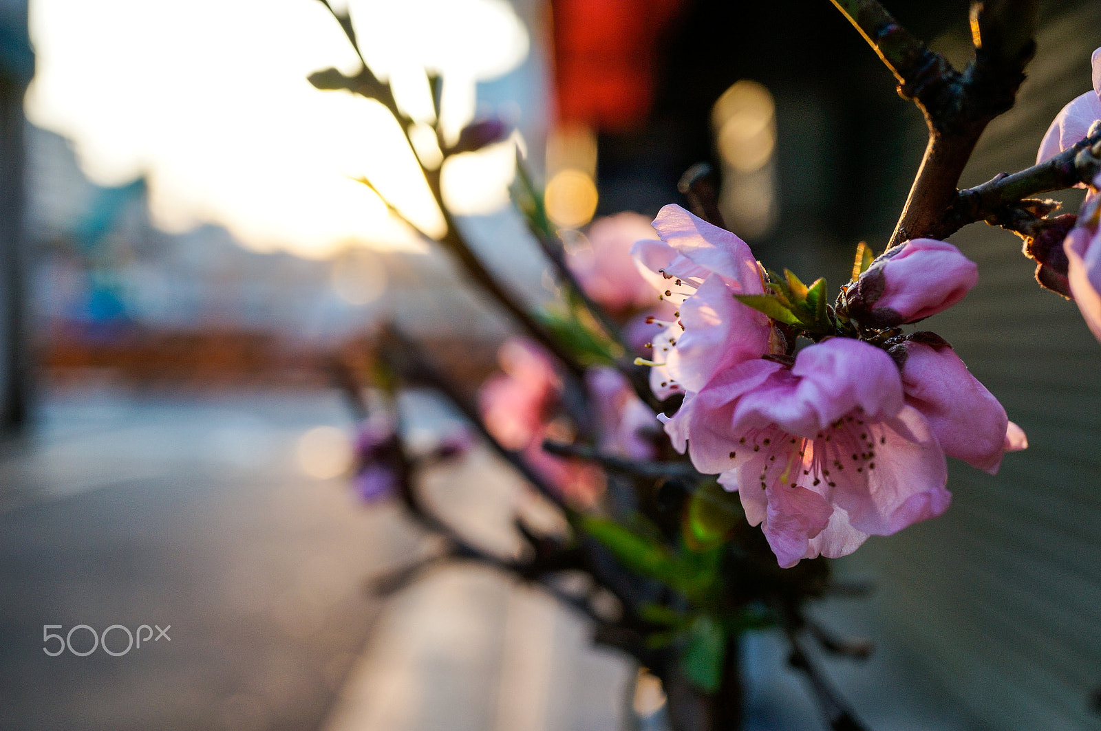 Sony Alpha NEX-5T + Sony E 30mm F3.5 Macro sample photo. Been waiting here photography