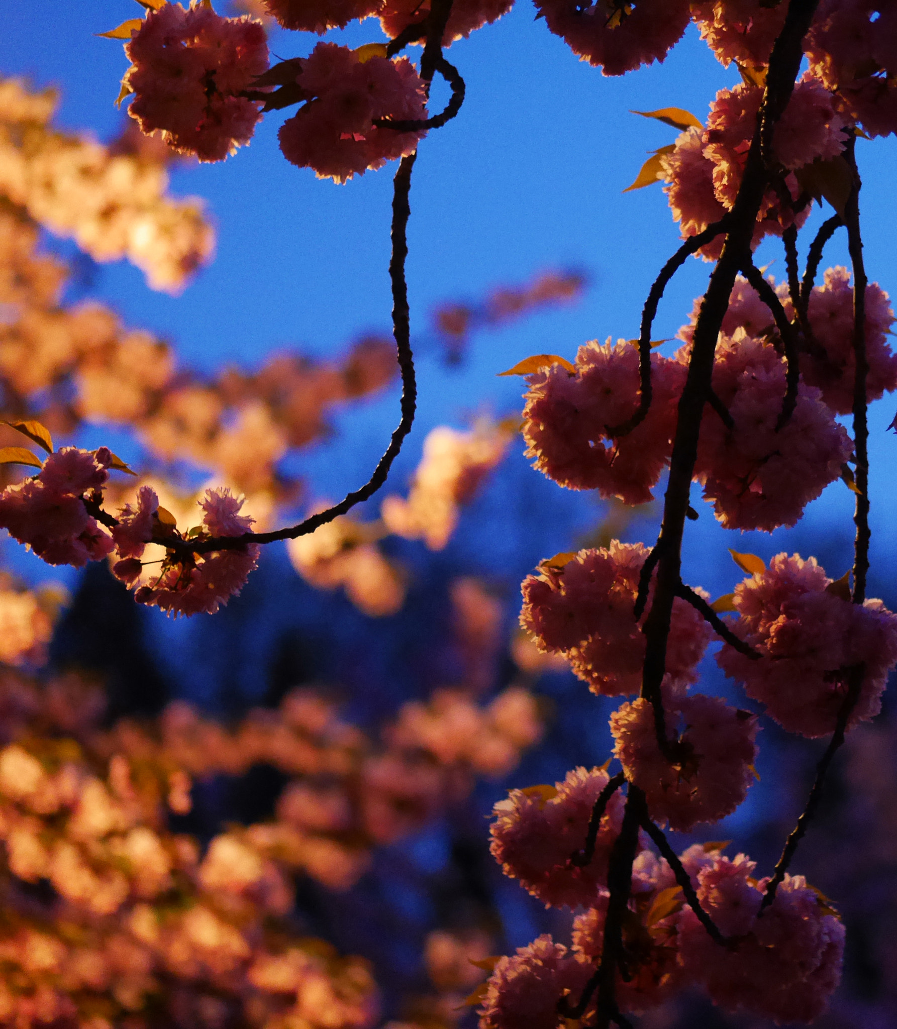 Panasonic DMC-GM1S + Panasonic Lumix G 42.5mm F1.7 ASPH Power OIS sample photo. Sakura night photography