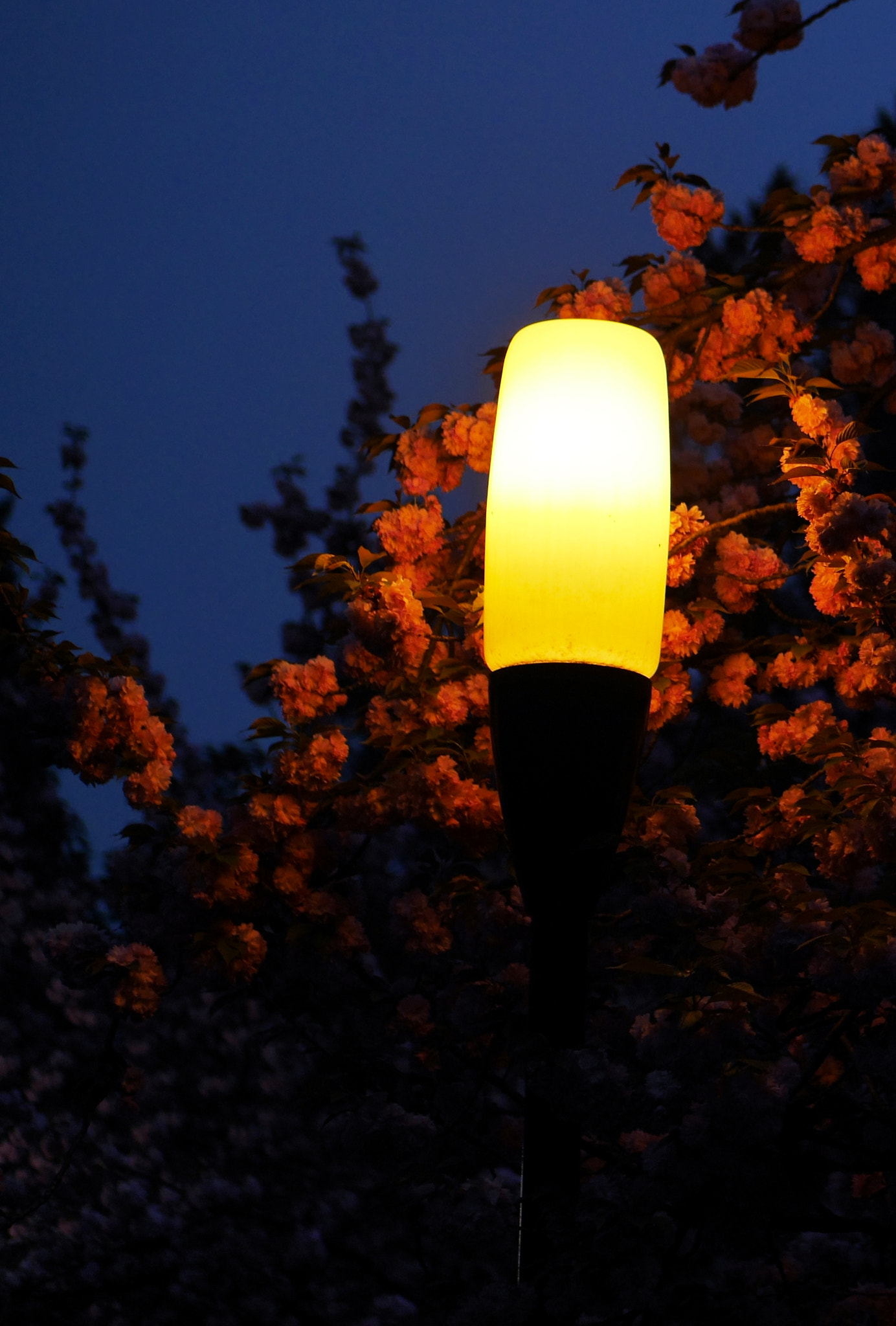Panasonic DMC-GM1S sample photo. Sakura night photography