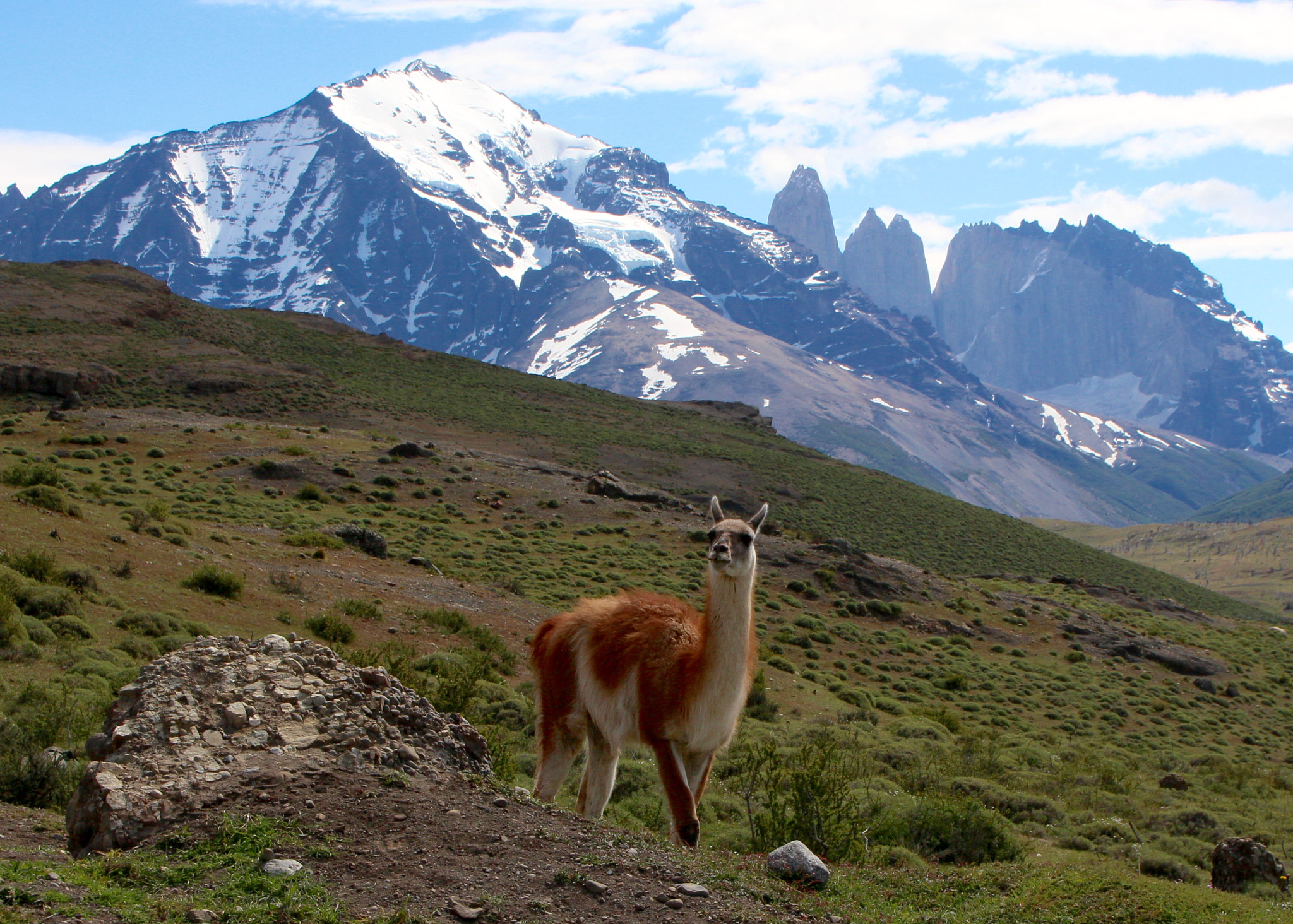 Canon EOS 700D (EOS Rebel T5i / EOS Kiss X7i) + Canon 18-270mm sample photo. Guanaco in torres del paine national park chile photography