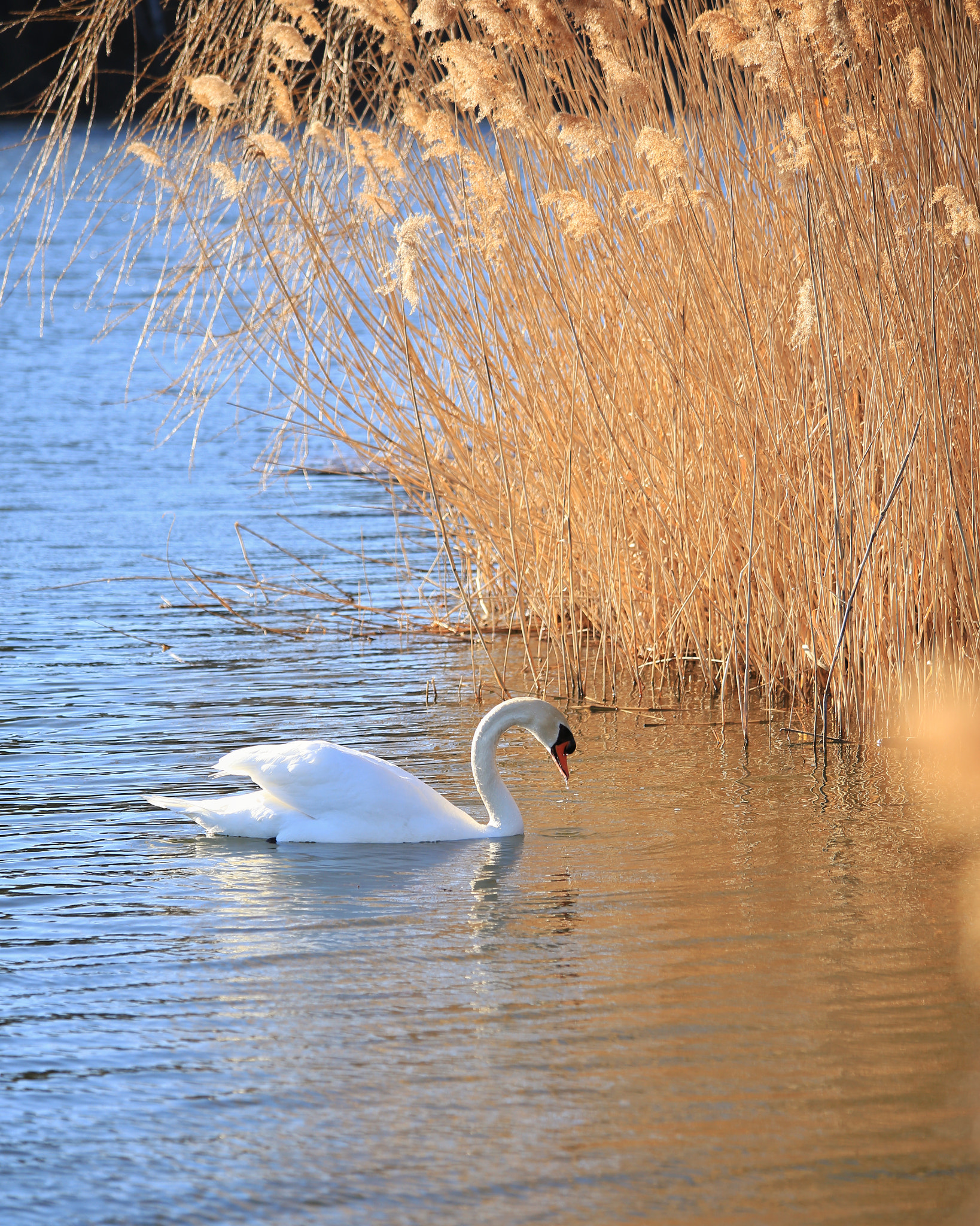Canon EF 70-300mm F4-5.6 IS USM sample photo