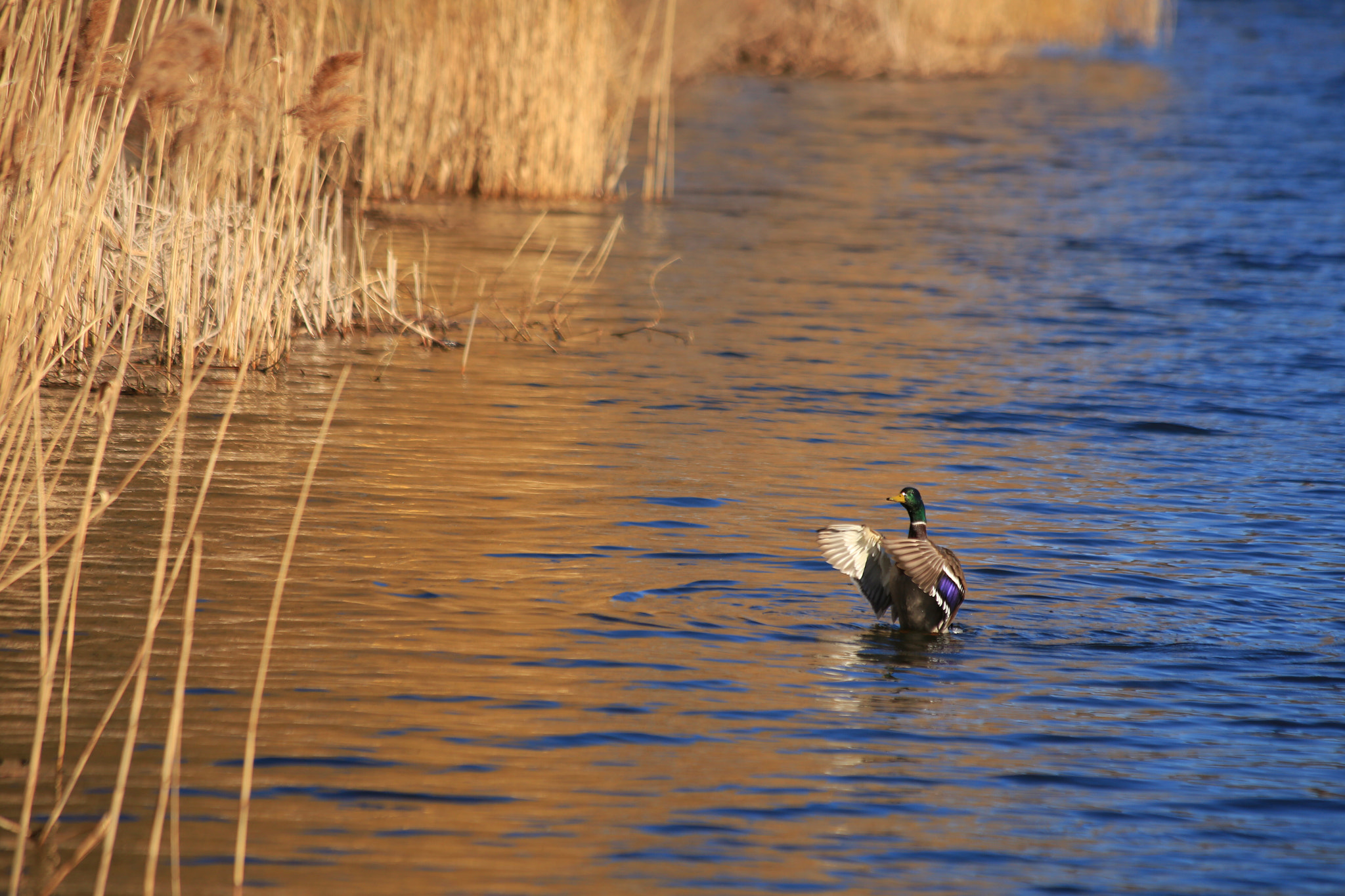 Canon EF 70-300mm F4-5.6 IS USM sample photo