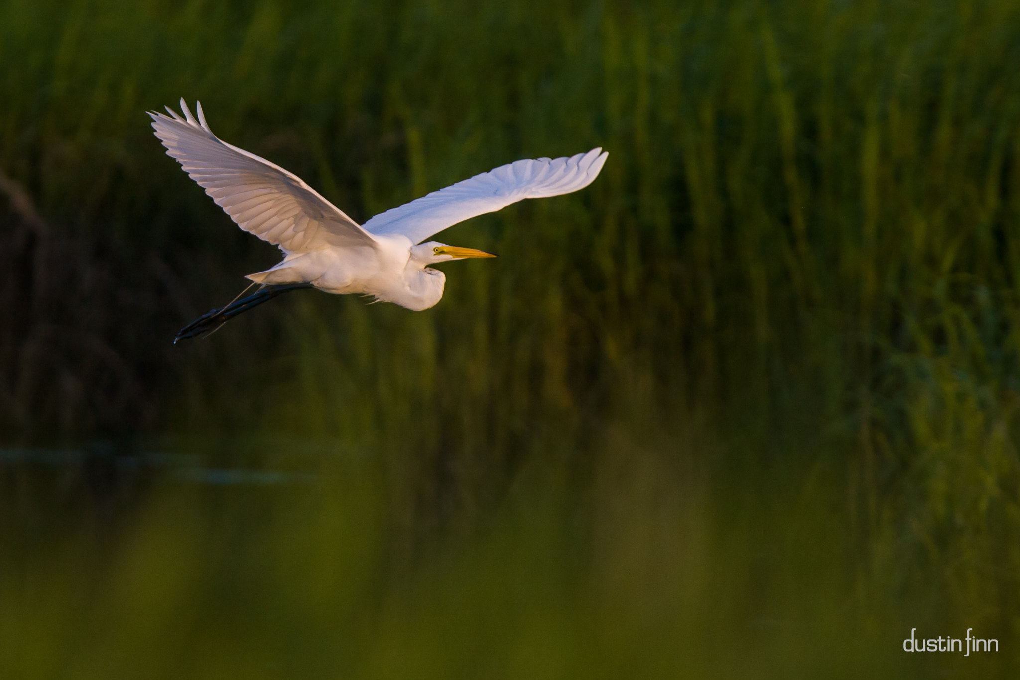Canon EF 300mm F2.8L IS USM sample photo. Smooth flight photography