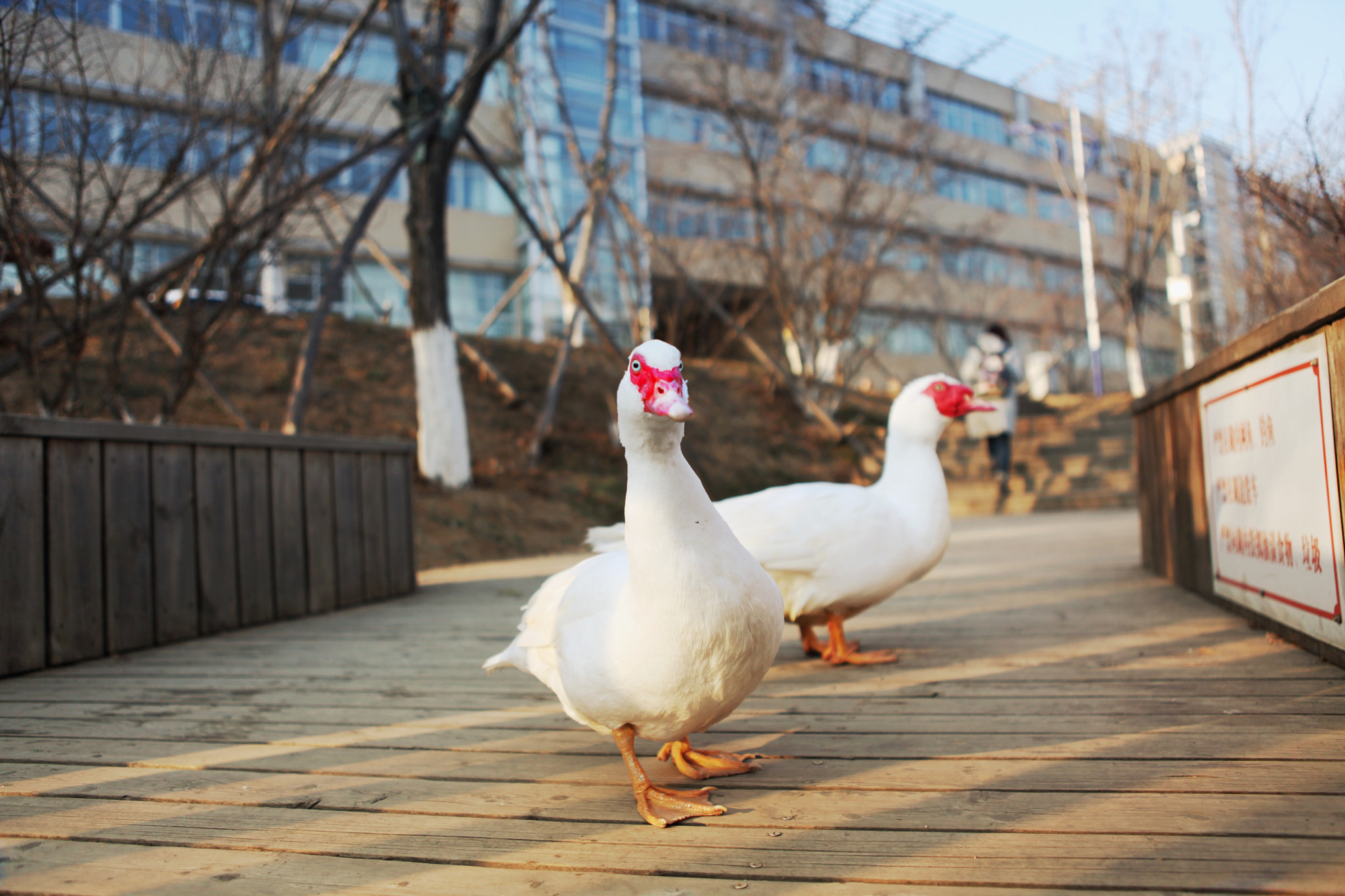 Canon EF 24-70mm F2.8L USM sample photo. Hahahaaaaa photography