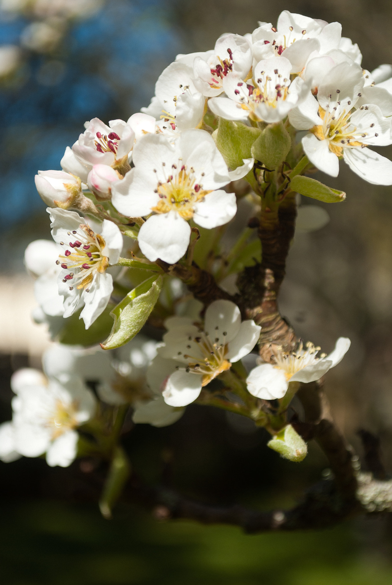 Nikon D40X sample photo. Pear blossoms photography