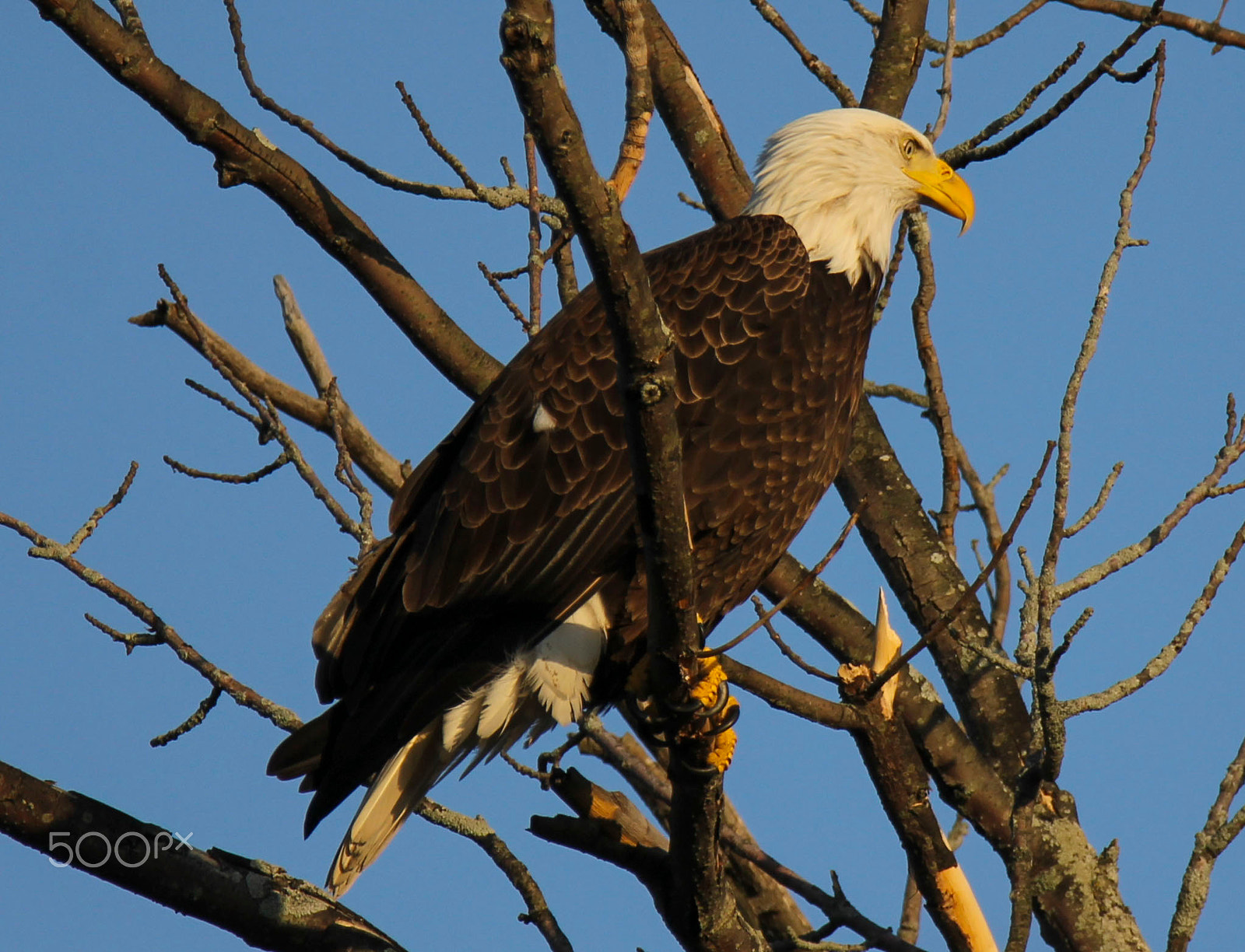 Sigma 150-600mm F5-6.3 DG OS HSM | C sample photo. Perched photography