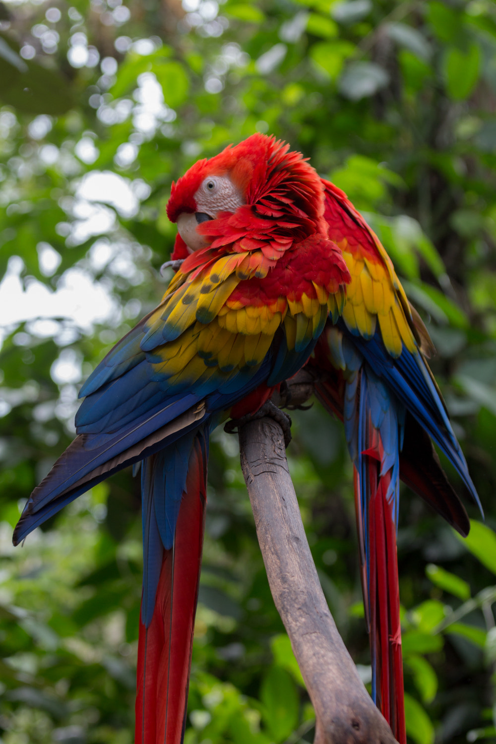Canon EOS 650D (EOS Rebel T4i / EOS Kiss X6i) sample photo. Guacamaya photography