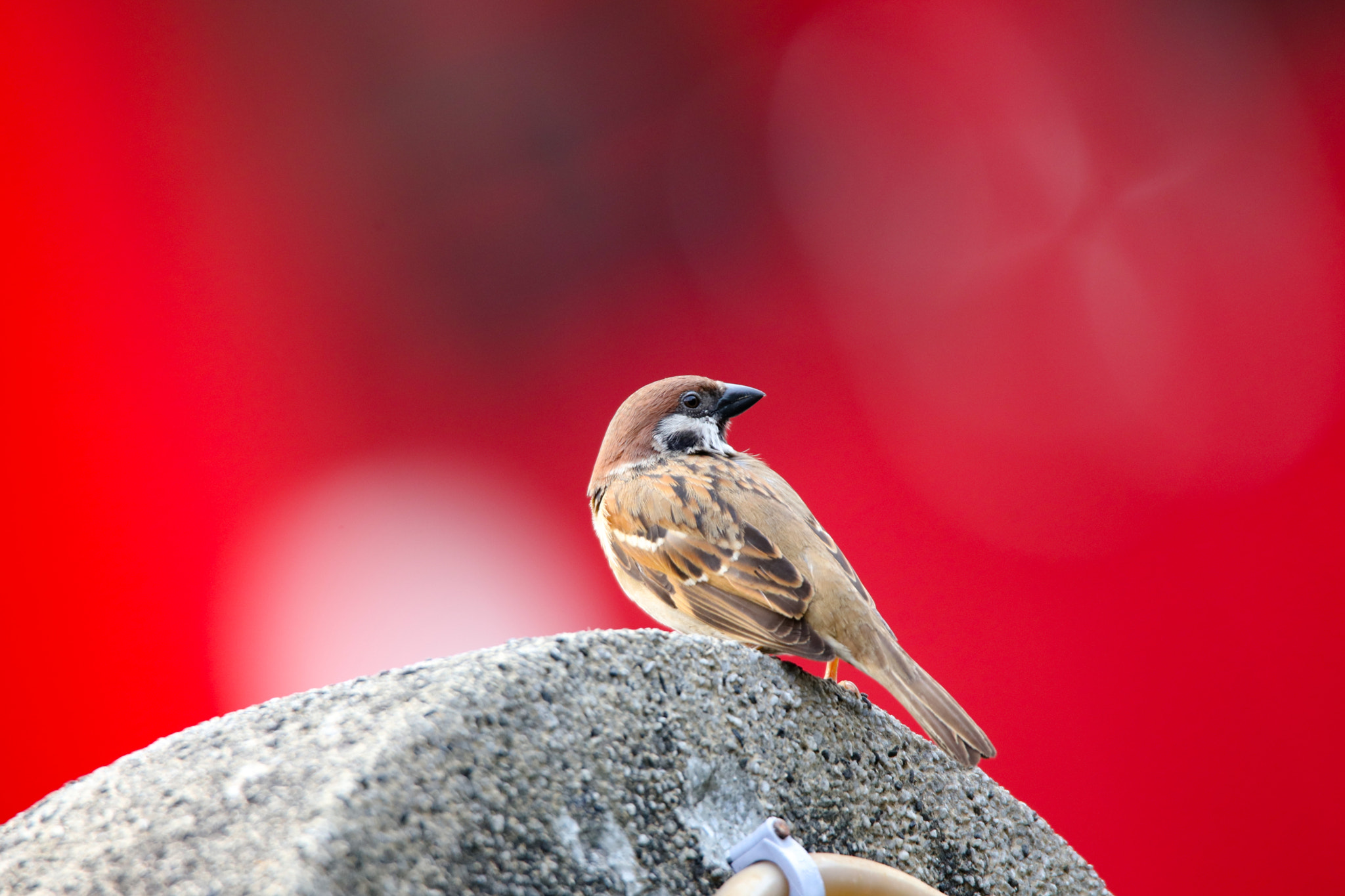 Tamron SP 150-600mm F5-6.3 Di VC USD sample photo. Sparrow photography