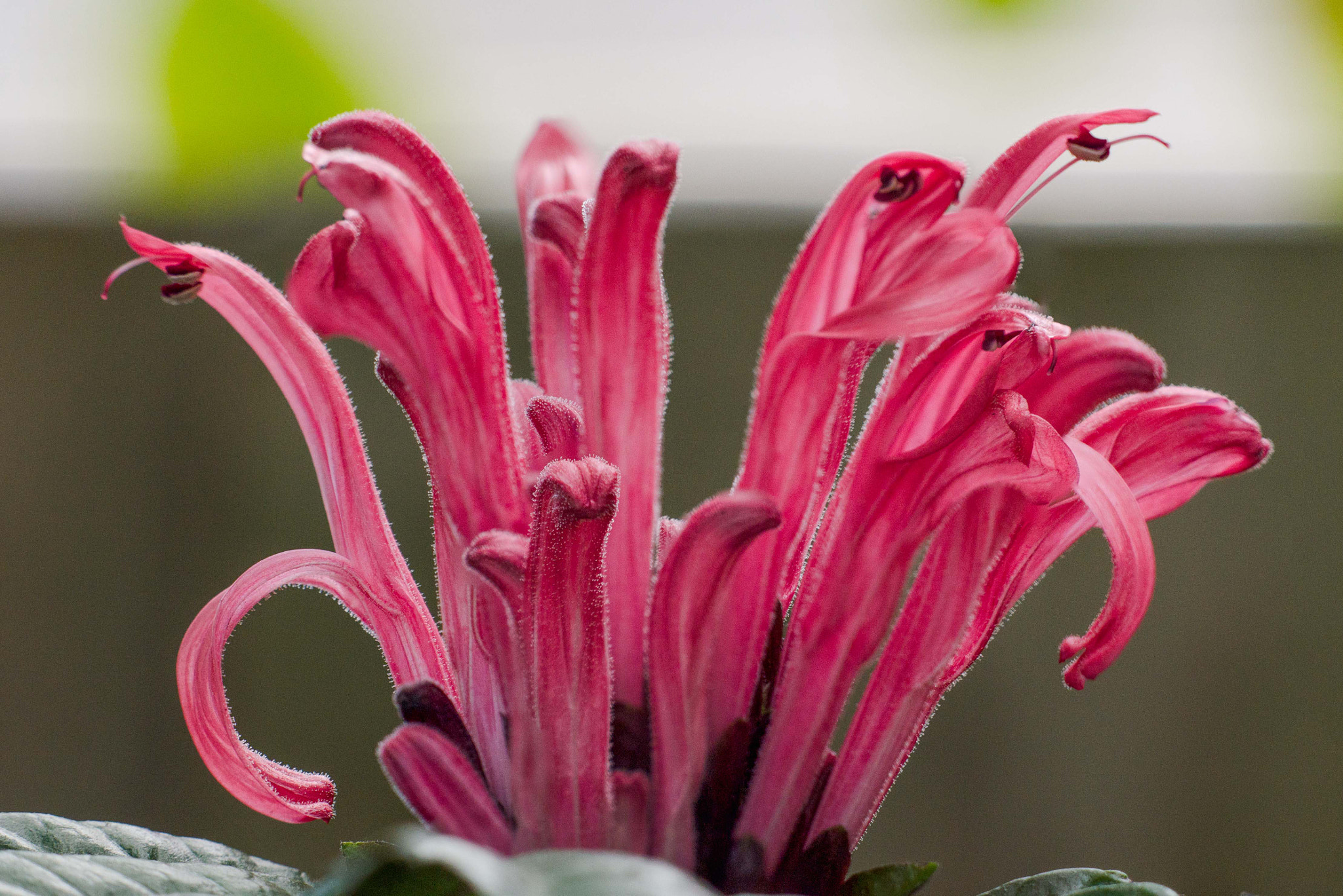 Sigma 150mm F2.8 EX DG Macro HSM sample photo. Red crown flower photography
