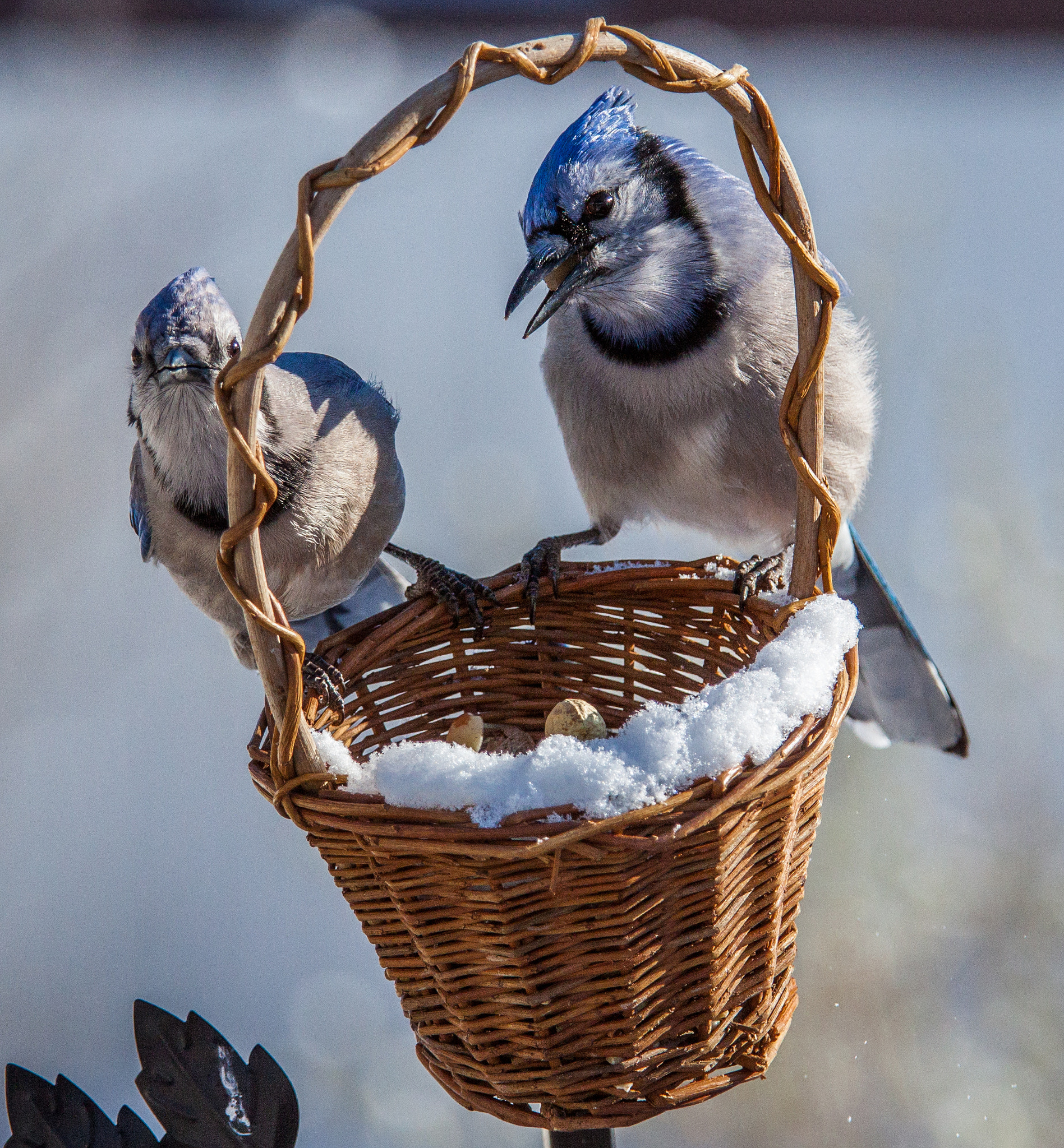 Canon EF 70-200mm F4L IS USM sample photo. Blue jays in a basket photography