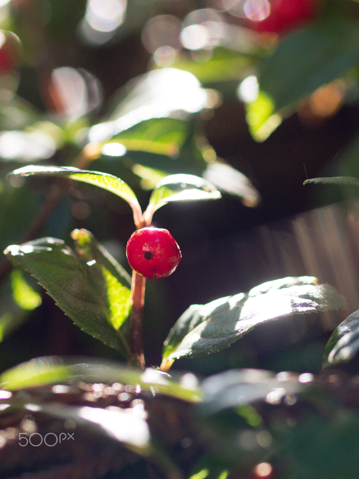 Olympus PEN E-PM1 + OLYMPUS 50mm Lens sample photo. Spring has come 6 photography