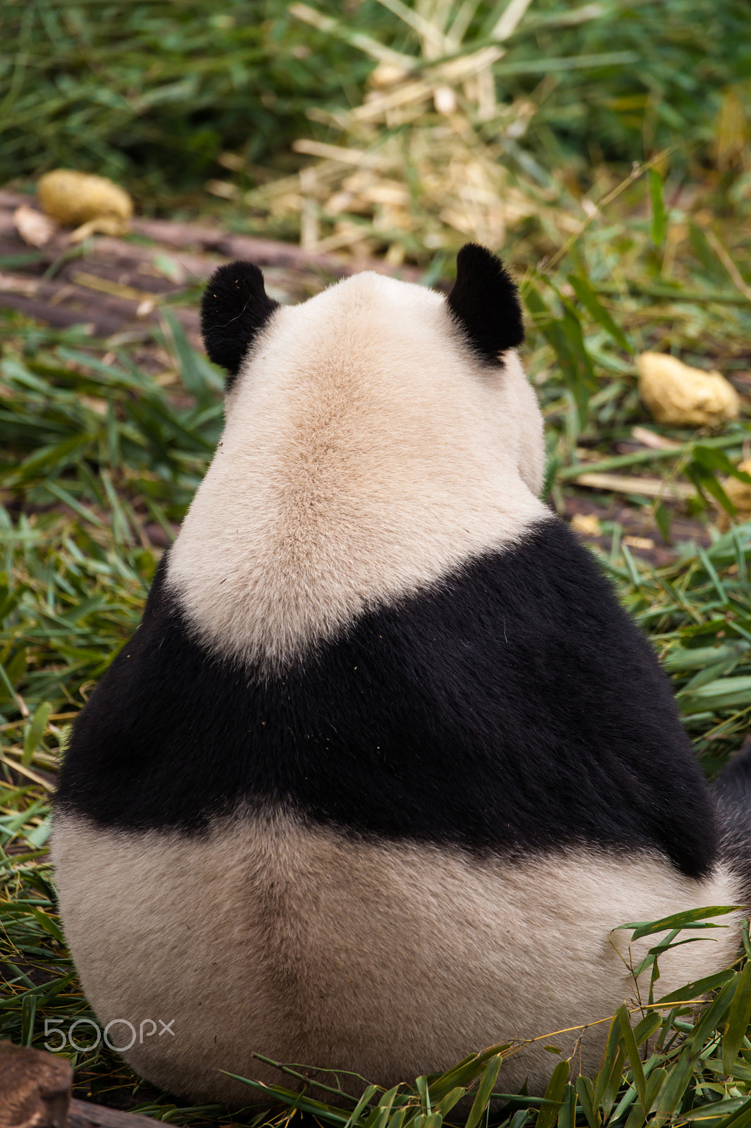 Sony 70-300mm F4.5-5.6 G SSM sample photo. Don't look me i am not a star attraction photography