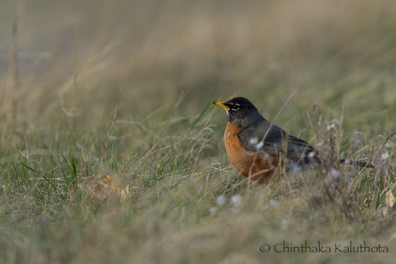 Canon EOS 60D + Canon EF 100-400mm F4.5-5.6L IS II USM sample photo. American robin photography