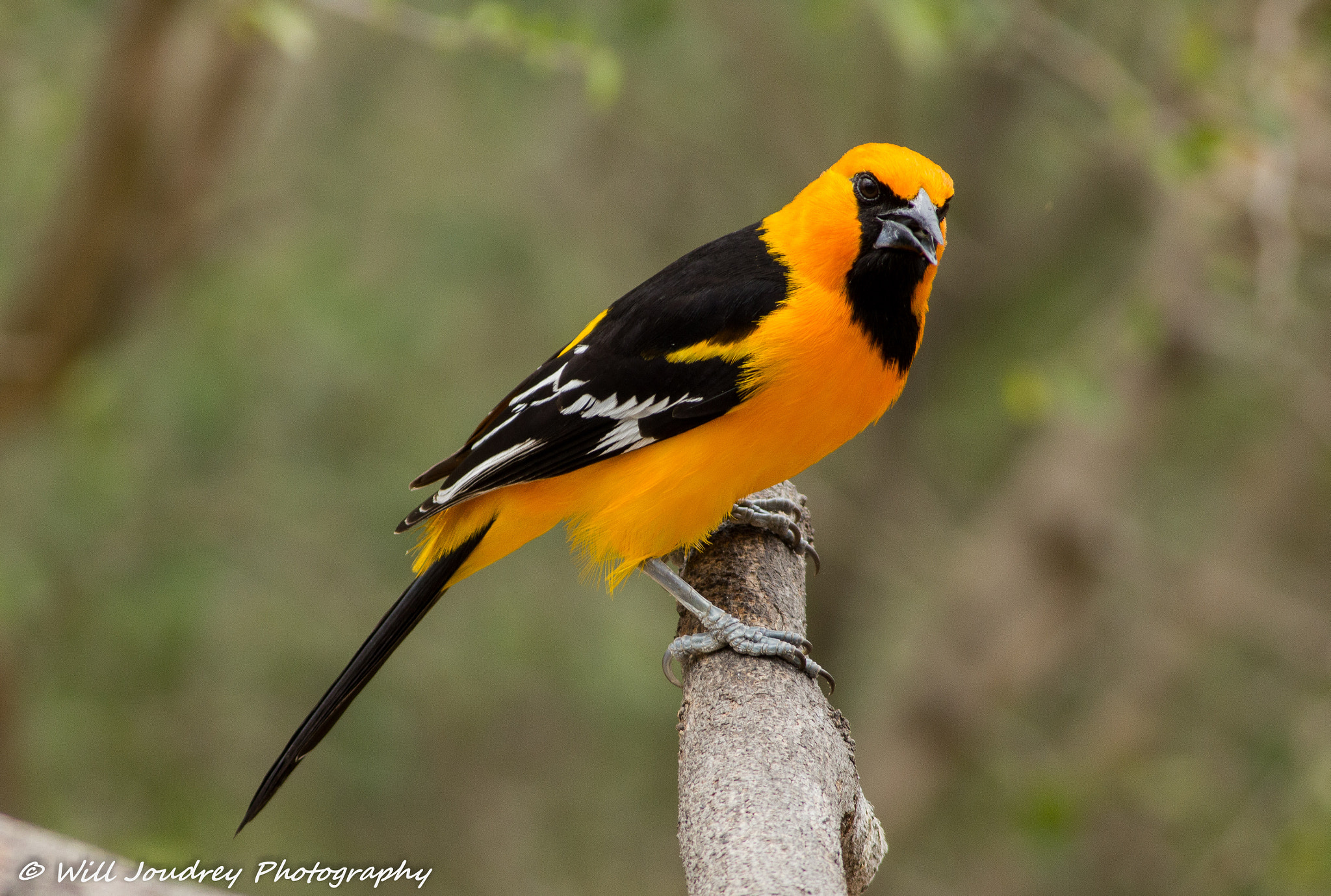 Canon EOS 550D (EOS Rebel T2i / EOS Kiss X4) + Canon EF 400mm F5.6L USM sample photo. Altamira oriole    icterus gularis photography