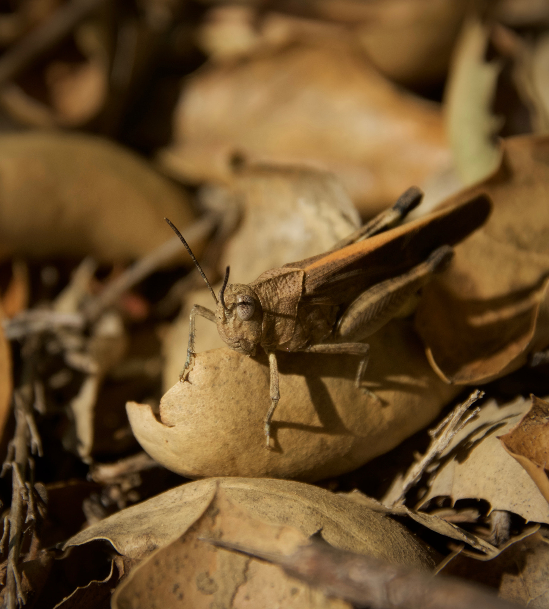 Sigma 18-250mm F3.5-6.3 DC Macro OS HSM sample photo. Hidden hopper photography