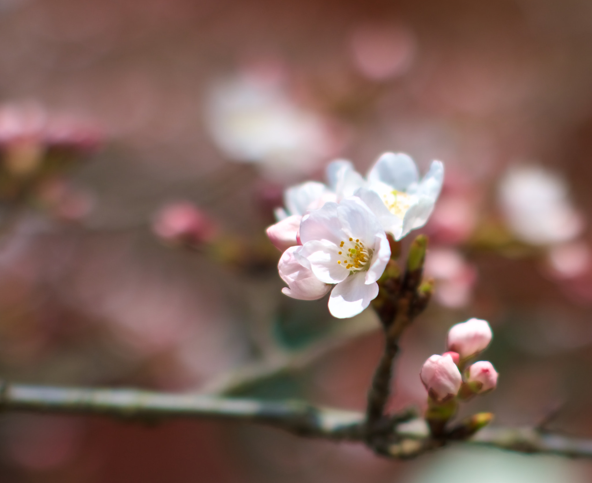 Canon EOS M3 + Canon EF 50mm F1.2L USM sample photo. Blossoming hiroshima photography