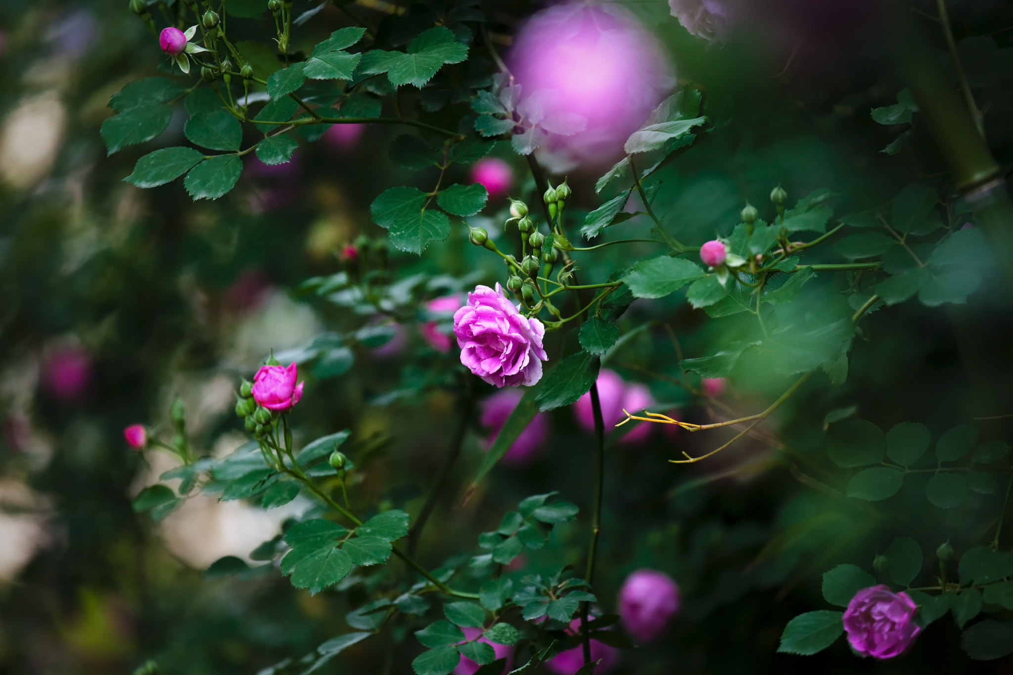 Canon EF 100-400mm F4.5-5.6L IS II USM sample photo