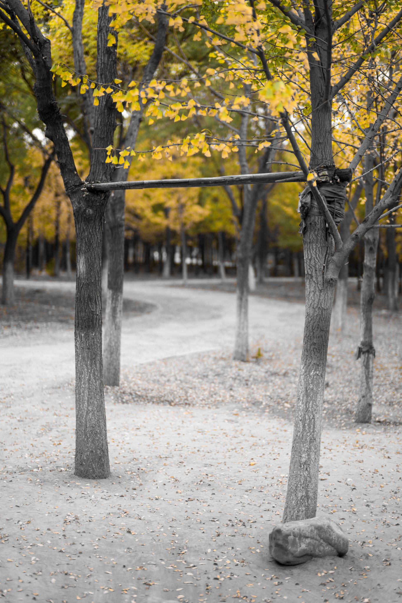 Sony Planar T* 50mm F1.4 ZA SSM sample photo. Some pieces of autumn photography