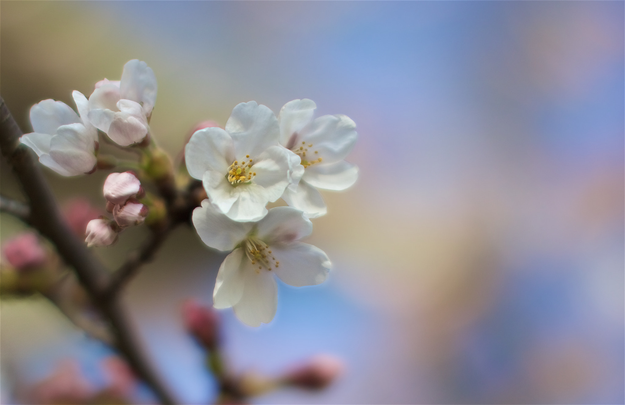 Canon EOS M3 + Canon EF 50mm F1.2L USM sample photo. Sakura photography