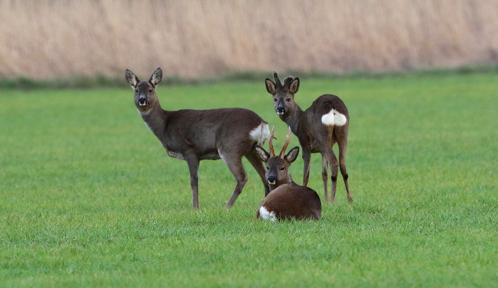 Canon EF 500mm F4L IS II USM sample photo. Roe deer photography
