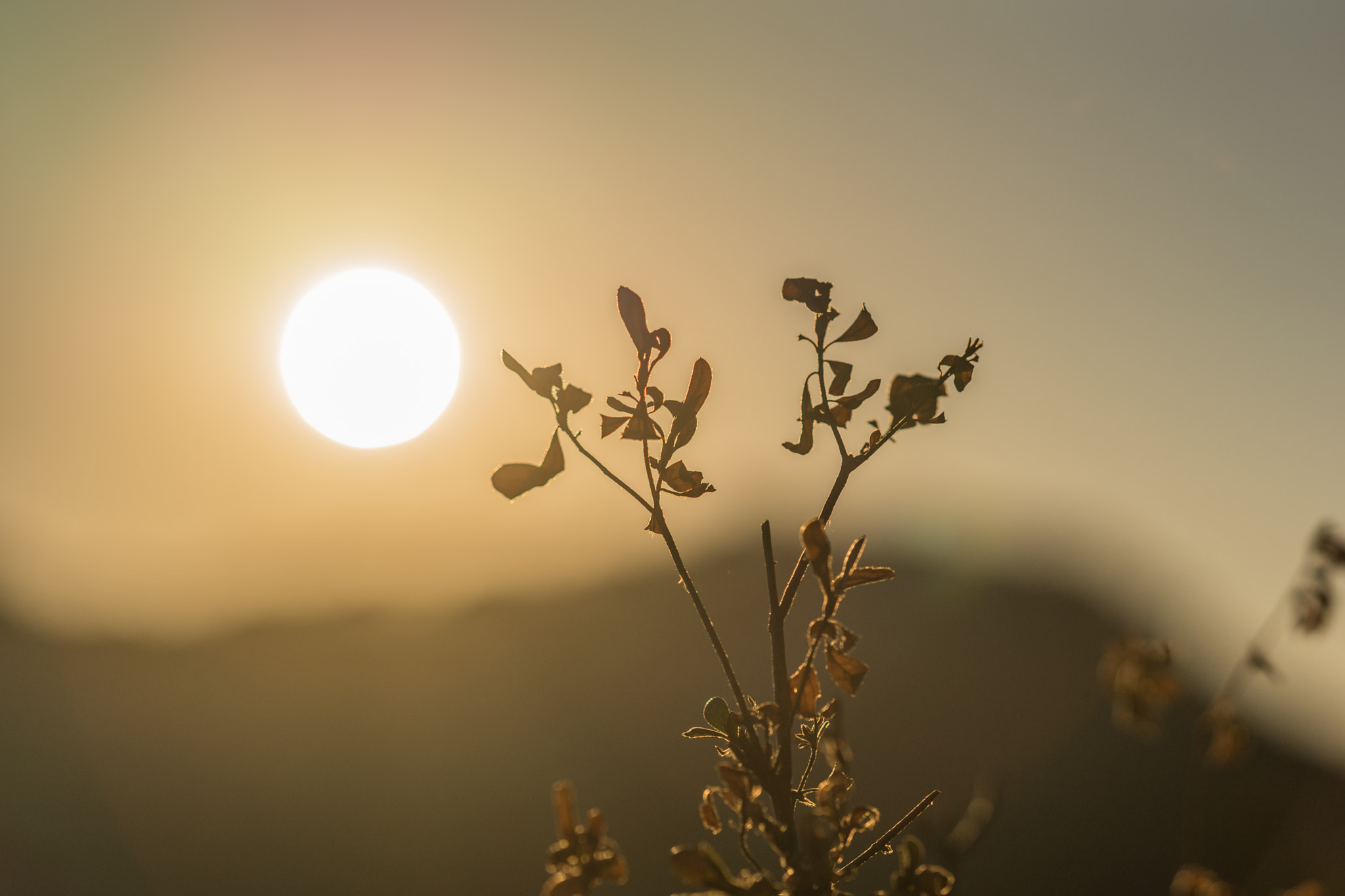 Sony Sonnar T* 135mm F1.8 ZA sample photo