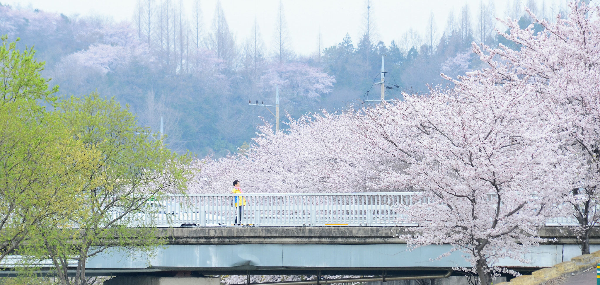 Sigma 50-150mm F2.8 EX APO DC HSM sample photo. Cherry blossom photography