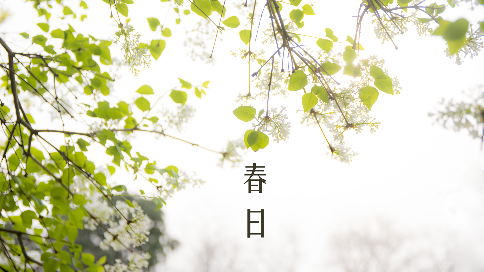 Sigma 17-70mm F2.8-4 DC Macro OS HSM | C sample photo. 艳阳天 photography