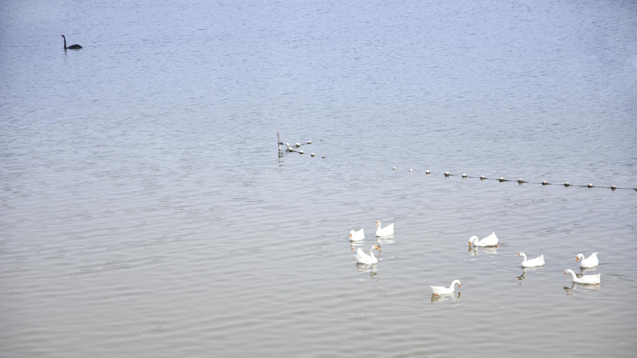 Nikon D7200 + Sigma 17-70mm F2.8-4 DC Macro OS HSM | C sample photo. 无题 photography