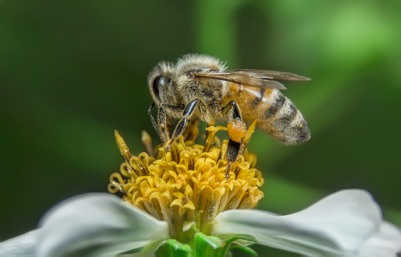 Canon EOS M sample photo. Bug photography